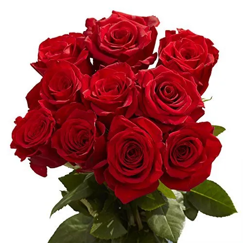 75 Red Roses - Fresh Flowers- Next Day Delivery