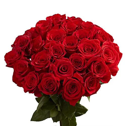 75 Red Roses - Fresh Flowers- Next Day Delivery