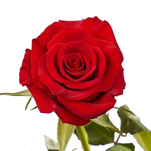 75 Red Roses - Fresh Flowers- Next Day Delivery