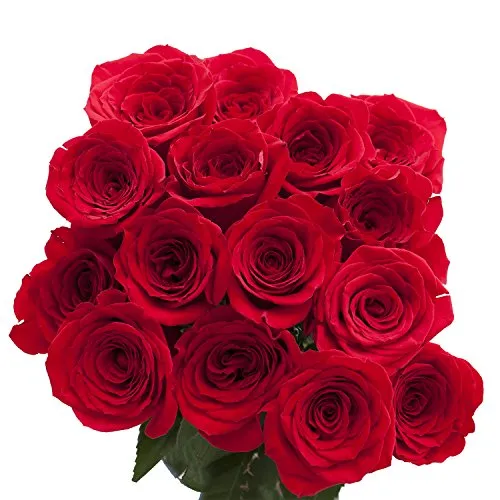 75 Red Roses - Fresh Flowers- Next Day Delivery