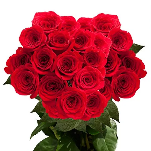 75 Red Roses - Fresh Flowers- Next Day Delivery