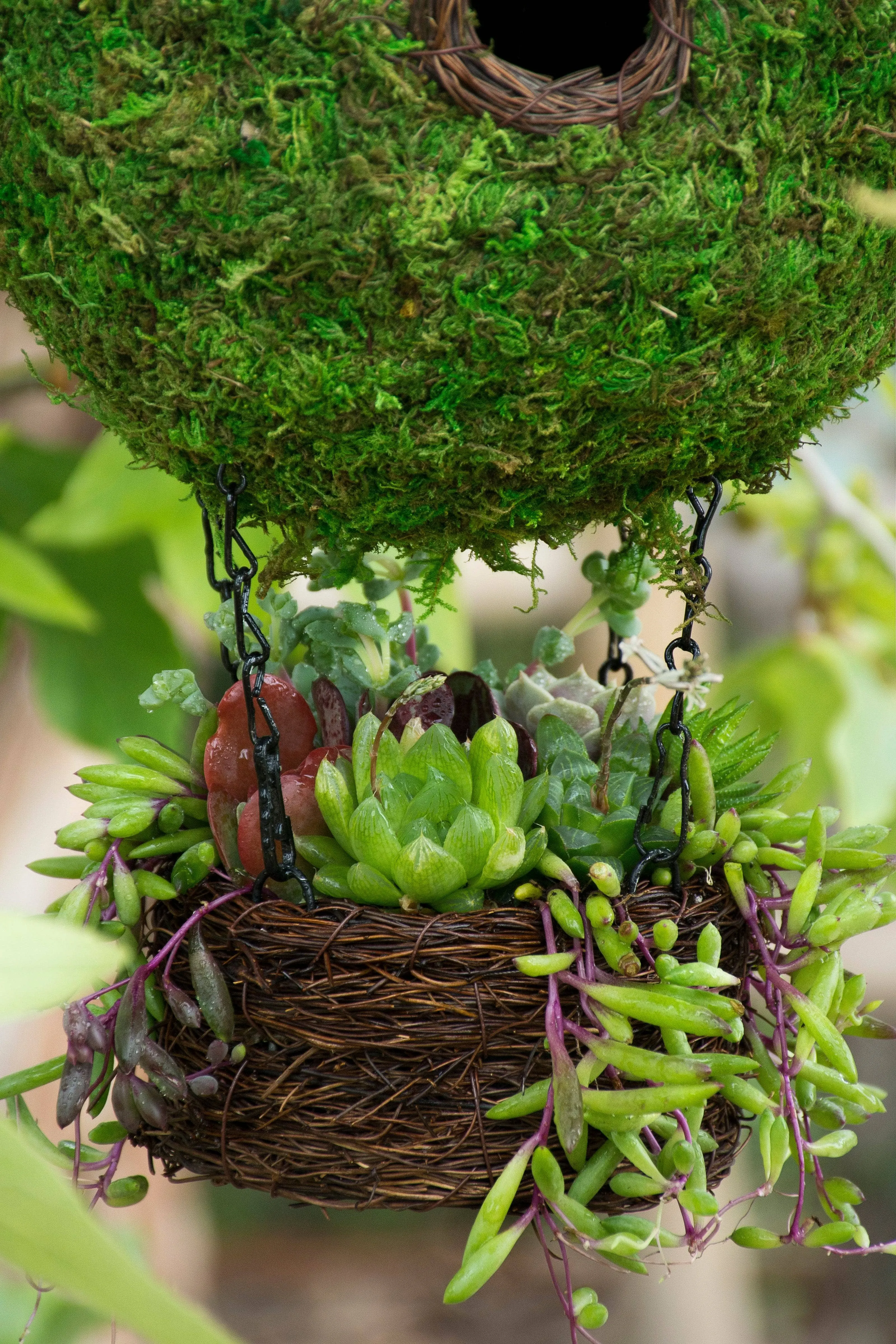 Air Balloon Moss Birdhouse