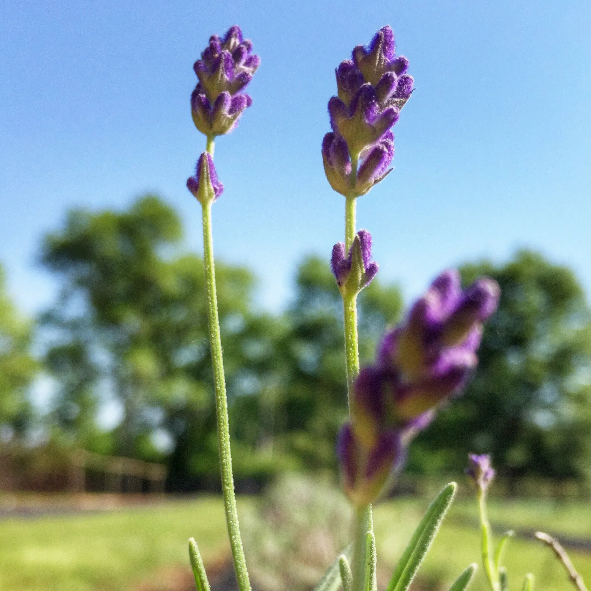 Bloom Stroll and Bouquet Workshop