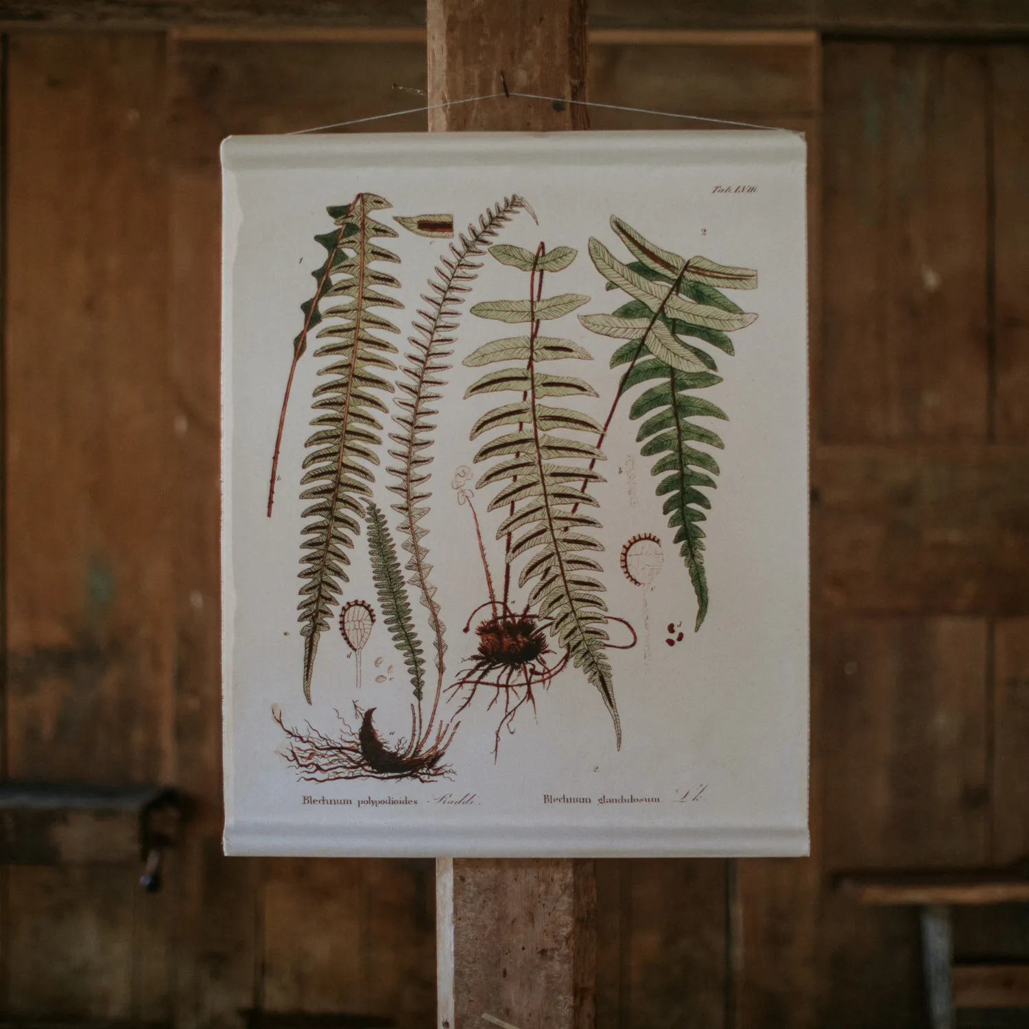 Canvas Wall Hanging - Hammock Fern