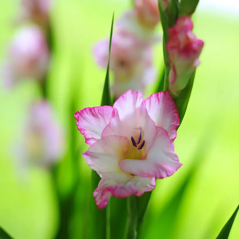 Gladiolus Large Flowering Priscilla (Pack of 10)