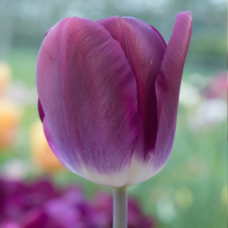 Kansas Proud Triumph Tulip Bulbs (Pack of 8)