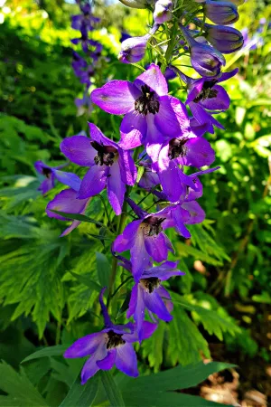 Larkspur Delphenium