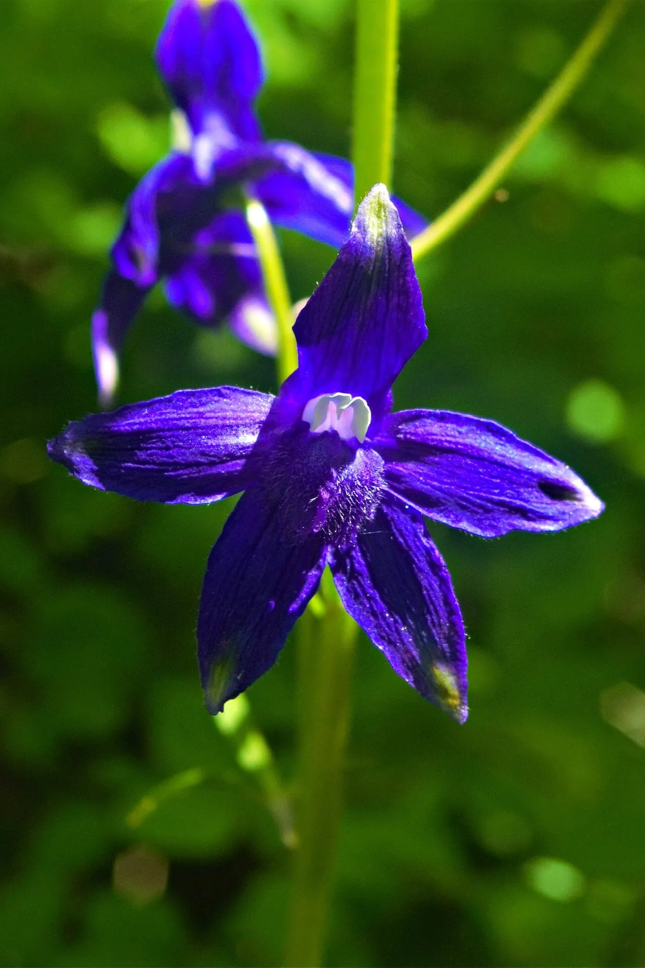 Larkspur Delphenium