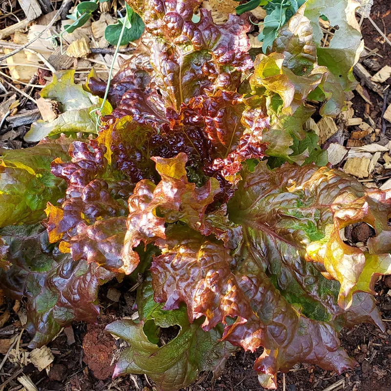 New Red Fire Lettuce Seeds (Organic)