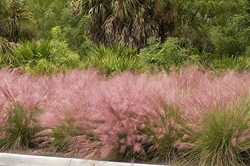 Pink Muhly Grass - 40 Live Plants - Muhlenbergia Capillaris - Hairawn Muhly - Beautiful Blooming Low Maintenance Ornamental Foliage