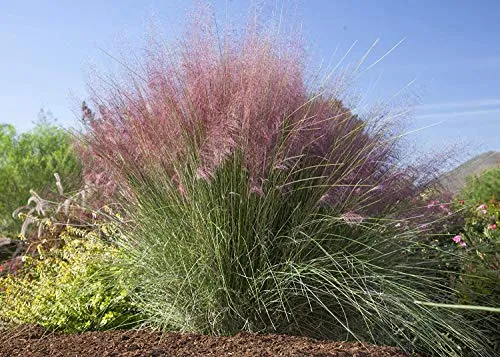 Pink Muhly Grass - 40 Live Plants - Muhlenbergia Capillaris - Hairawn Muhly - Beautiful Blooming Low Maintenance Ornamental Foliage