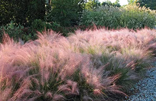 Pink Muhly Grass - 40 Live Plants - Muhlenbergia Capillaris - Hairawn Muhly - Beautiful Blooming Low Maintenance Ornamental Foliage