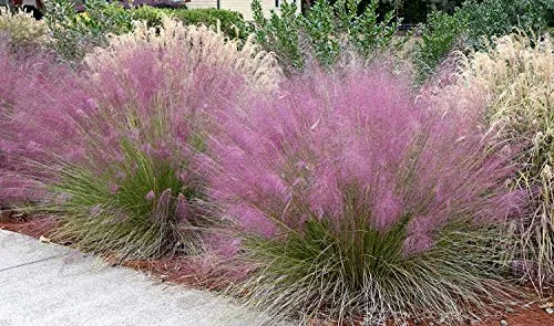 Pink Muhly Grass - 40 Live Plants - Muhlenbergia Capillaris - Hairawn Muhly - Beautiful Blooming Low Maintenance Ornamental Foliage