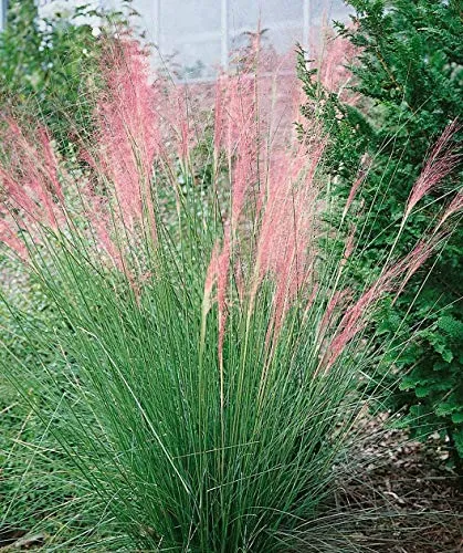 Pink Muhly Grass - 40 Live Plants - Muhlenbergia Capillaris - Hairawn Muhly - Beautiful Blooming Low Maintenance Ornamental Foliage