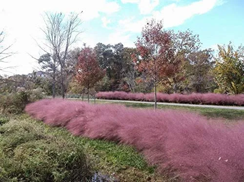 Pink Muhly Grass - 40 Live Plants - Muhlenbergia Capillaris - Hairawn Muhly - Beautiful Blooming Low Maintenance Ornamental Foliage