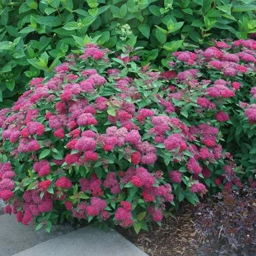 Pink Spiraea