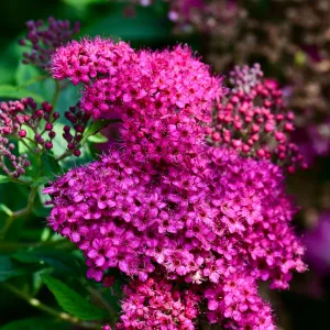 Pink Spiraea