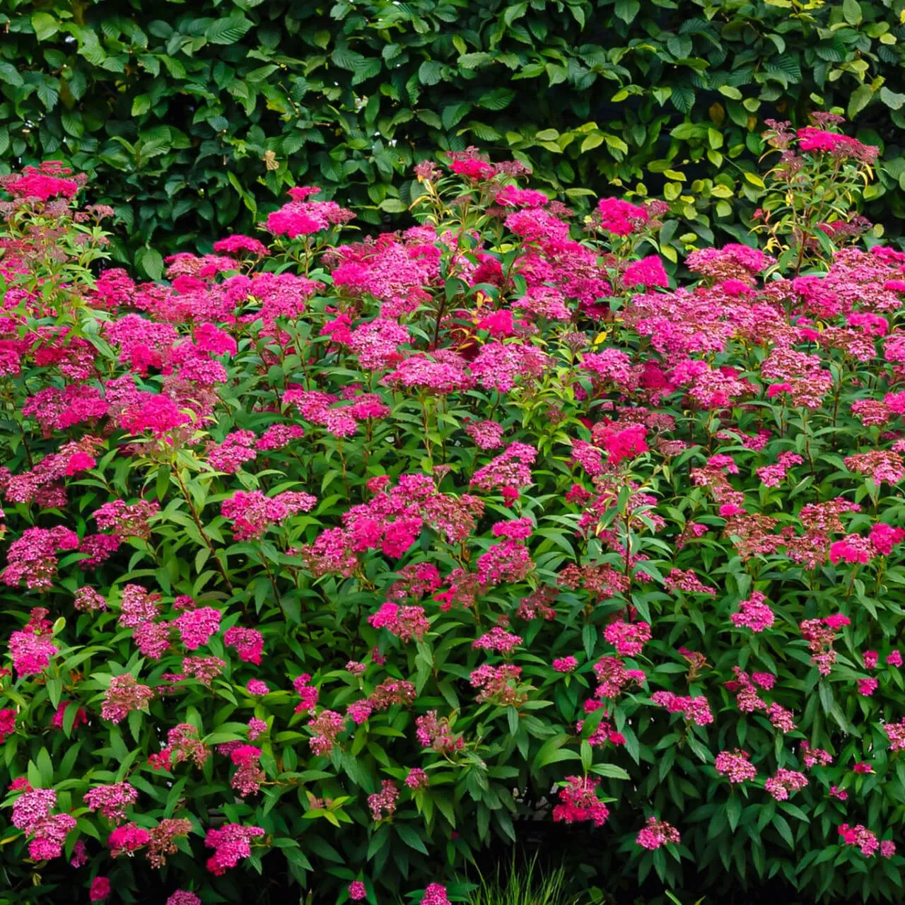 Pink Spiraea