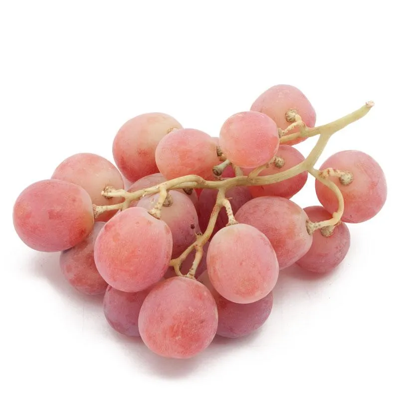 Table Grape Vine - Red Globe